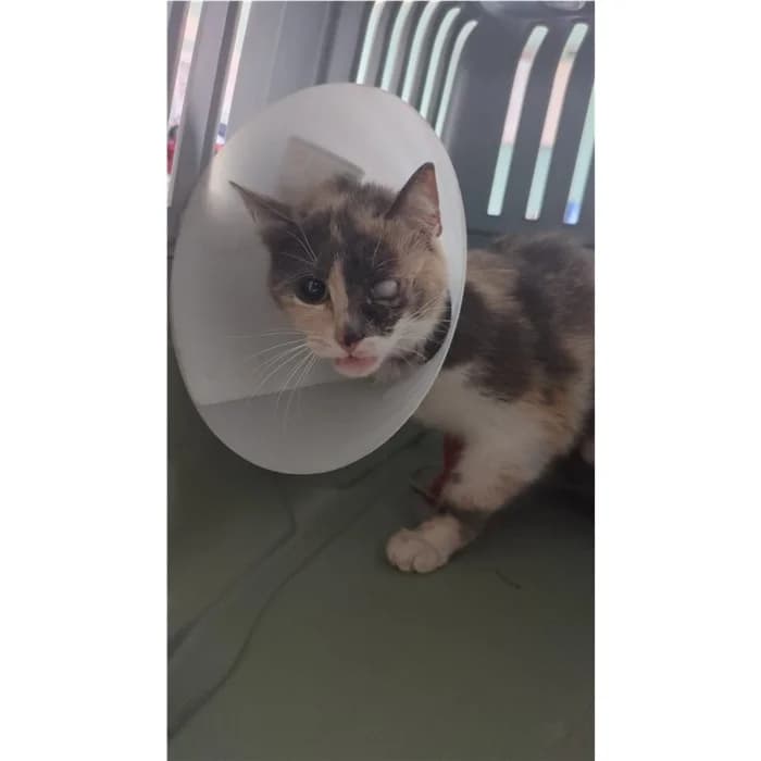 Matr. 2026/0995, tricolore female puppy European Shorthair for adoption at Canile della Muratella, Rome