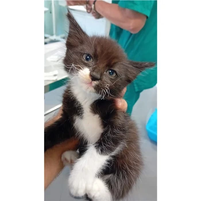 Matricola: 2026/0906, Bianco Nero female puppy European Shorthair for adoption at Canile della Muratella, Rome