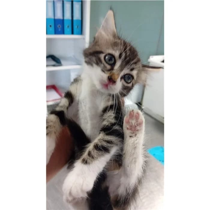 Matricola: 2026/0906, bianco tigrato female puppy European Shorthair for adoption at Canile della Muratella, Rome