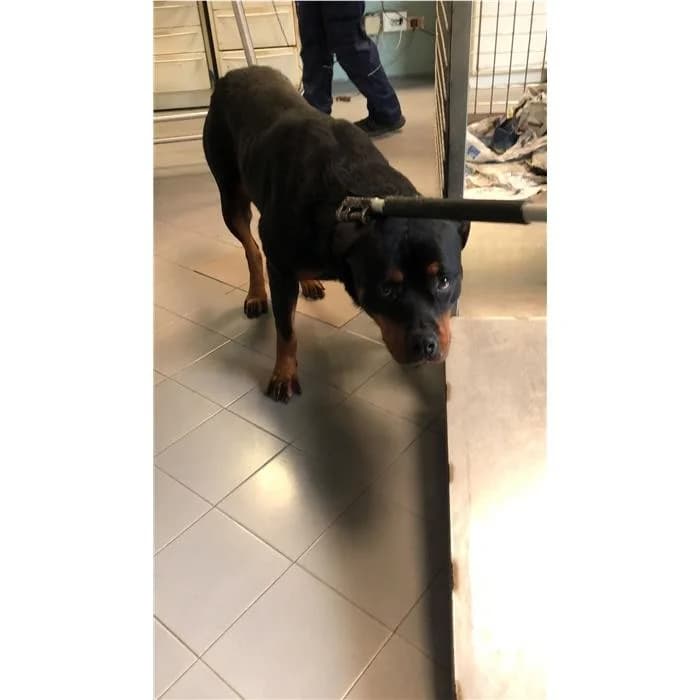 Churro, Nero Focato female 3yo Rottweiler for adoption at Canile della Muratella, Rome