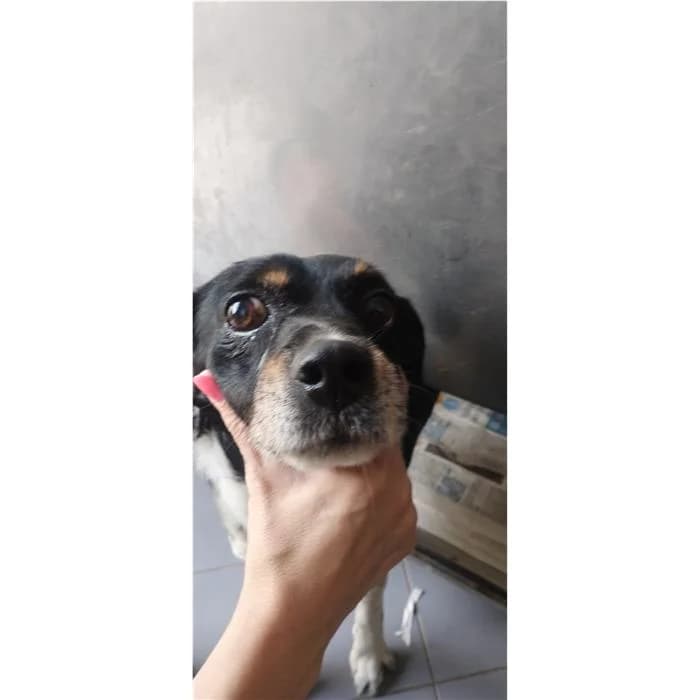Churro, Nero Bianco male senior mixed breed for adoption at Canile della Muratella, Rome