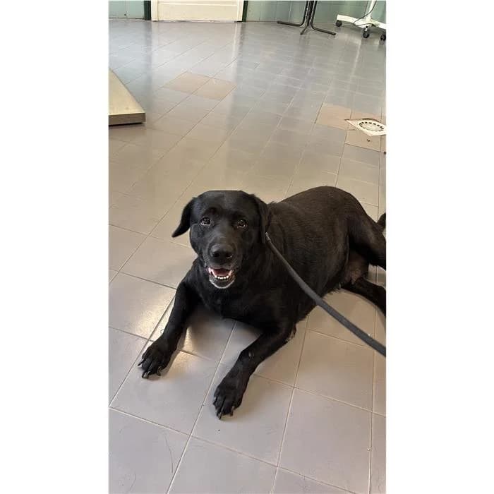 Churro, Nero female 6yo Labrador Retriever for adoption at Canile della Muratella, Rome