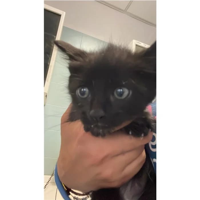 Matricola: 2026/0995, Nero male puppy European Shorthair for adoption at Canile della Muratella, Rome