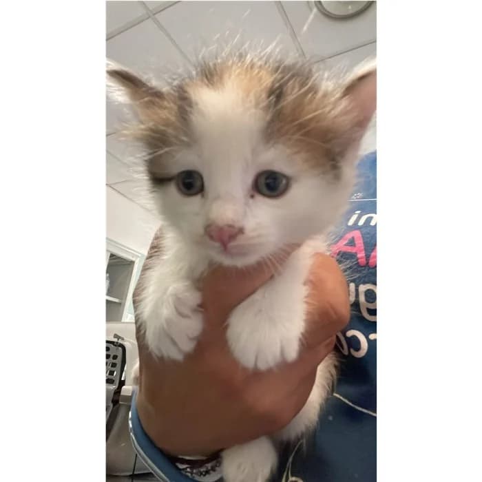 Matricola: 2026/0995, bianco tigrato male puppy European Shorthair for adoption at Canile della Muratella, Rome