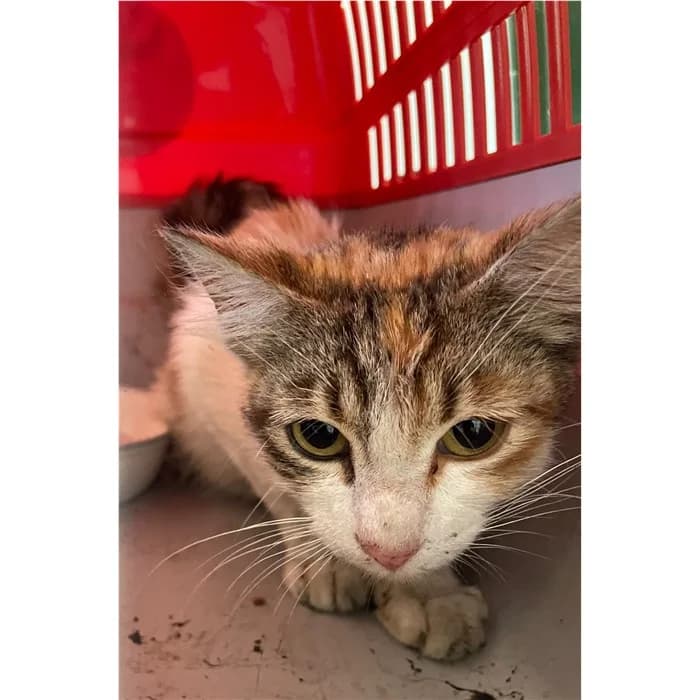 Matricola: 2026/0995, tricolore female young European Shorthair for adoption at Canile della Muratella, Rome