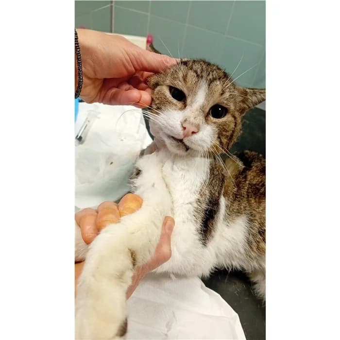 Matricola: 2026/0995, bianco tigrato male 6yo European Shorthair for adoption at Canile della Muratella, Rome