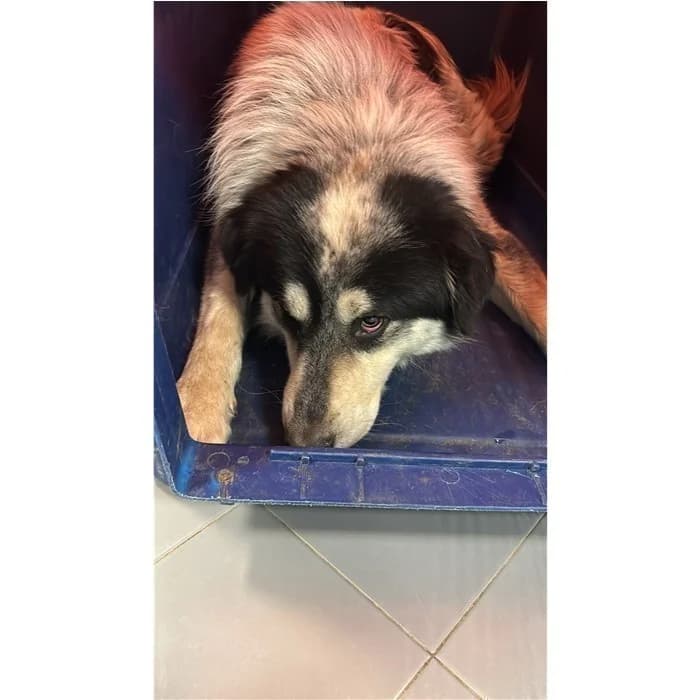 Max, Bianco Nero male 3yo mixed breed for adoption at Canile della Muratella, Rome