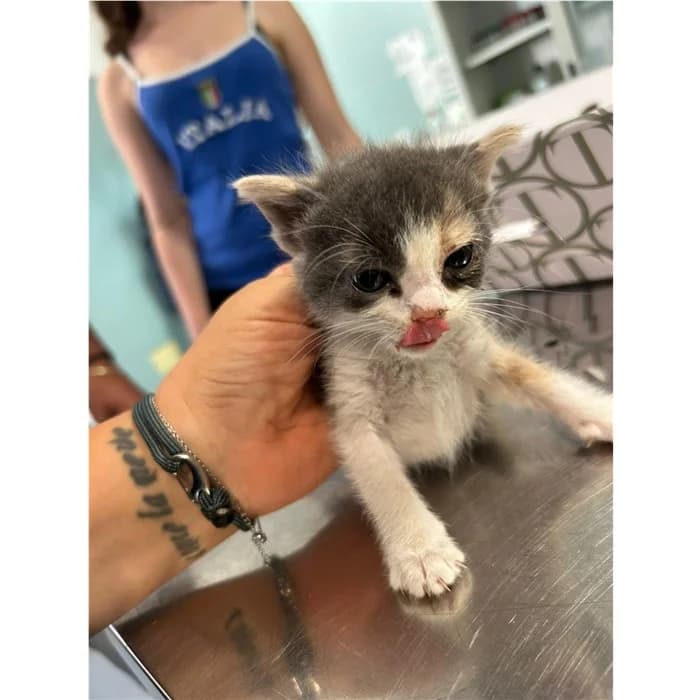 Matricola: 2026/0995, tricolore female puppy European Shorthair for adoption at Canile della Muratella, Rome