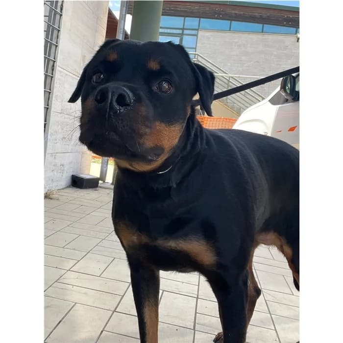 Alexio, Nero Focato female 7yo Rottweiler for adoption at Canile della Muratella, Rome