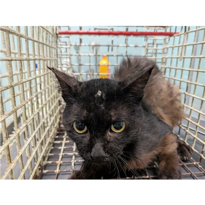 Matricola, Nero male 3yo European Shorthair for adoption at Canile della Muratella, Rome