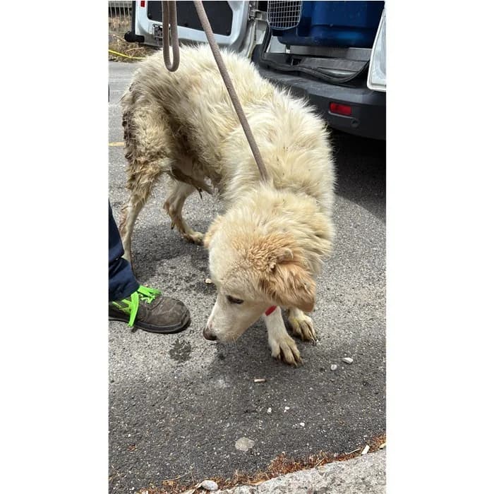 Alexio, Bianco female young mixed breed for adoption at Canile della Muratella, Rome