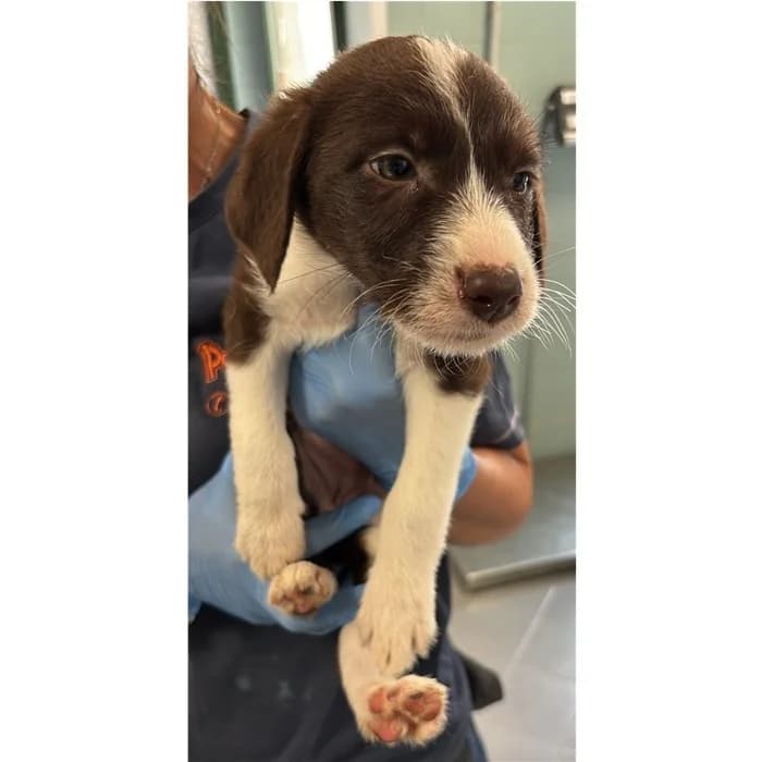 Inventio, marrone bianco female puppy mixed breed for adoption at Canile della Muratella, Rome