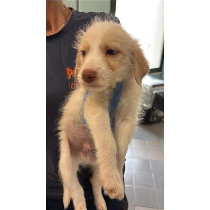 Alexio, Bianco beige male puppy mixed breed for adoption at Canile della Muratella, Rome