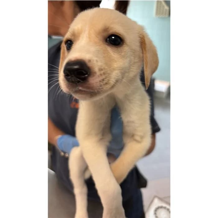 Alexio, Beige male puppy mixed breed for adoption at Canile della Muratella, Rome