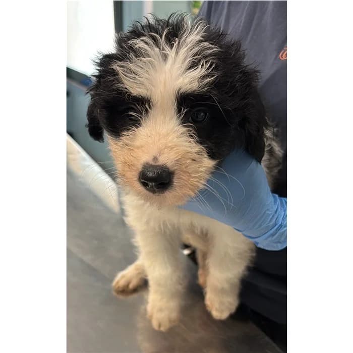 Alexio, Bianco Nero male puppy mixed breed for adoption at Canile della Muratella, Rome