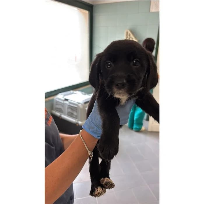 Alexio, Nero Bianco female puppy mixed breed for adoption at Canile della Muratella, Rome