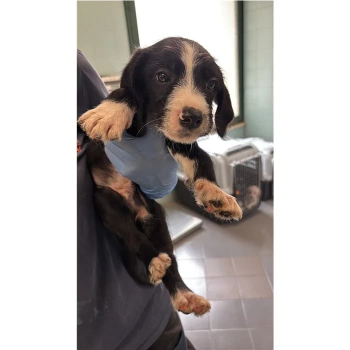 Alexio, Nero Bianco male puppy mixed breed for adoption at Canile della Muratella, Rome