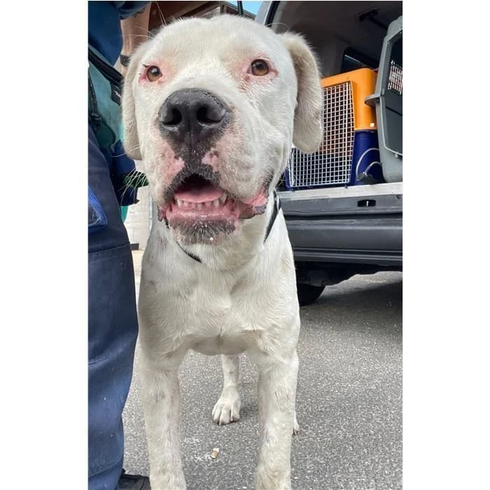 Matr. 2026/1102, Bianco male young mixed breed for adoption at Canile della Muratella, Rome