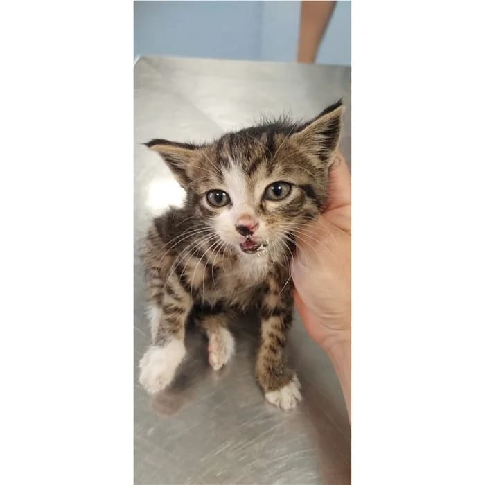 Matricola, Tigrato bianco male puppy European Shorthair for adoption at Canile della Muratella, Rome