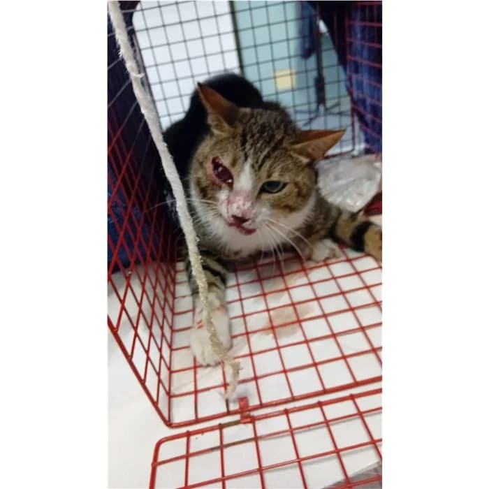 Matricola, Tigrato male young European Shorthair for adoption at Canile della Muratella, Rome