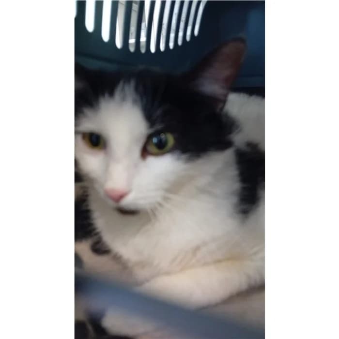 Matricola, Bianco Nero female young European Shorthair for adoption at Canile della Muratella, Rome