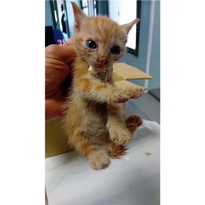 Matricola, Rosso tigrato female puppy European Shorthair for adoption at Canile della Muratella, Rome