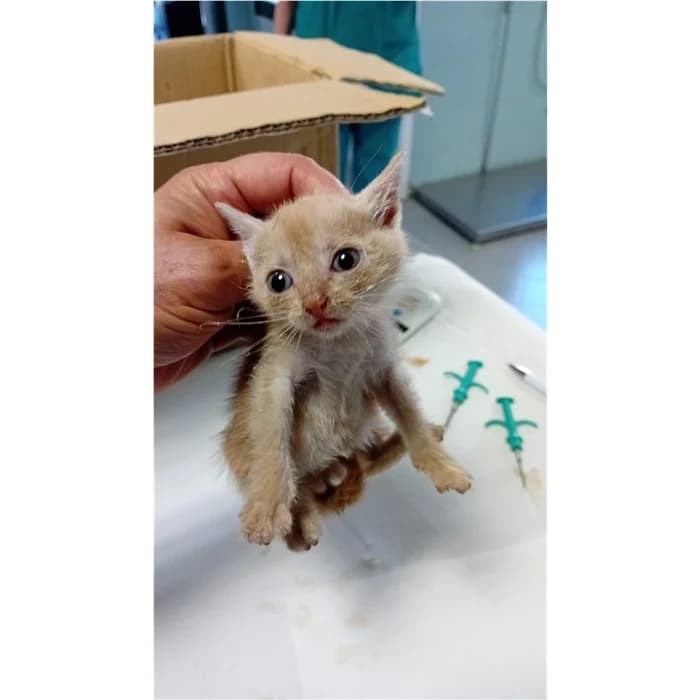 Matricola, Rosso tigrato female puppy European Shorthair for adoption at Canile della Muratella, Rome