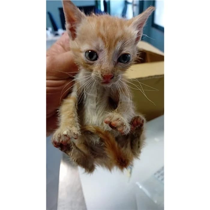Matricola, Rosso tigrato female puppy European Shorthair for adoption at Canile della Muratella, Rome
