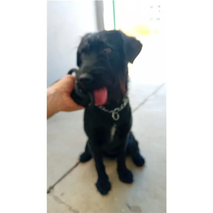Alexio, Nero female young mixed breed for adoption at Canile della Muratella, Rome