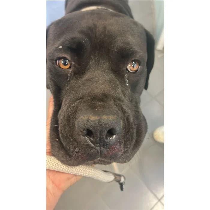 Alexio, Nero male young Cane Corso for adoption at Canile della Muratella, Rome