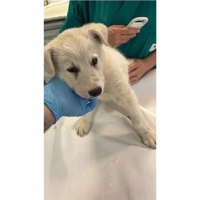 Alexio, Bianco female puppy mixed breed for adoption at Canile della Muratella, Rome