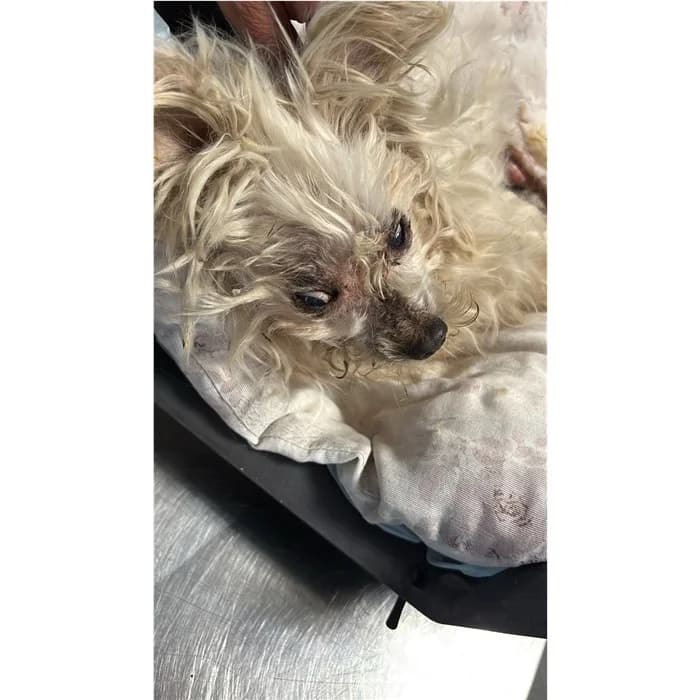 Alexio, Bianco male senior Maltese for adoption at Canile della Muratella, Rome