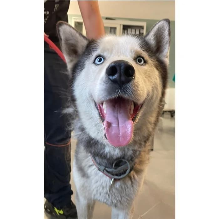 Bud, Grigio Bianco male young Husky for adoption at Canile della Muratella, Rome