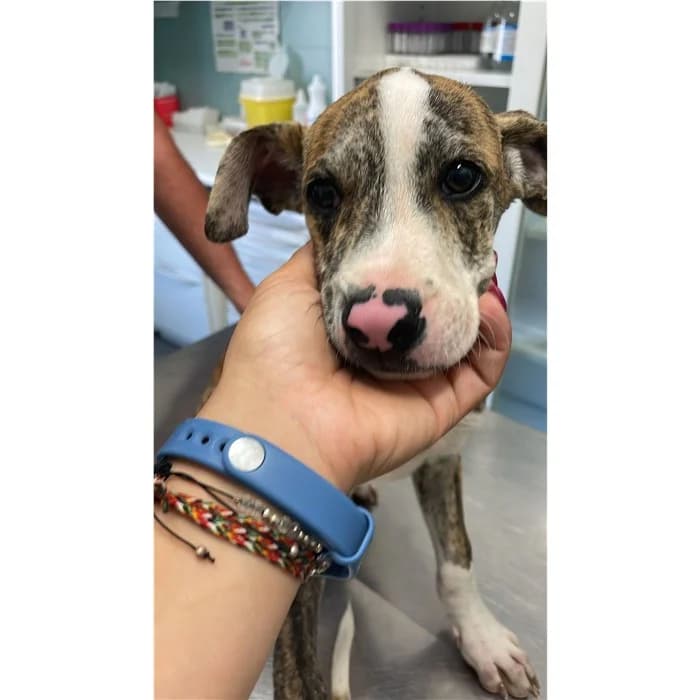 Matricola, Tigrato bianco male puppy mixed breed for adoption at Canile della Muratella, Rome