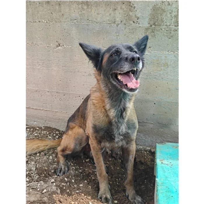 Juanita, fulvo nero female young mixed breed for adoption at Canile della Muratella, Rome