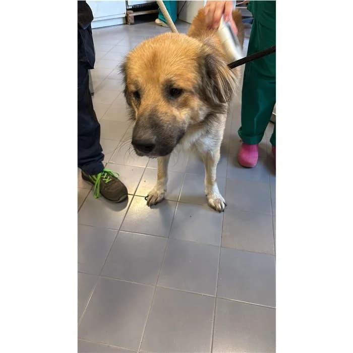 Rocco, fulvo focato male mixed breed for adoption at Canile della Muratella, Rome