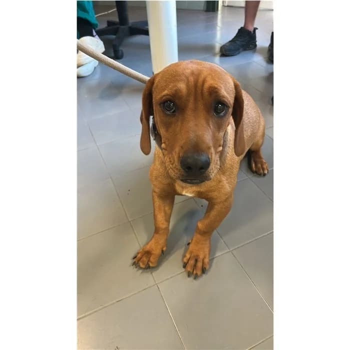 Tino, Fulvo female young mixed breed for adoption at Canile della Muratella, Rome