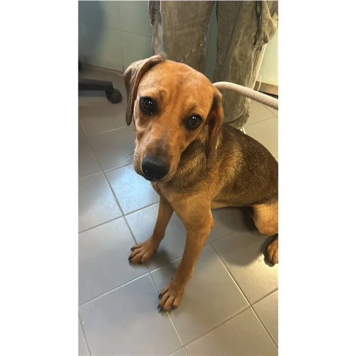 Tino, fulvo focato female young mixed breed for adoption at Canile della Muratella, Rome