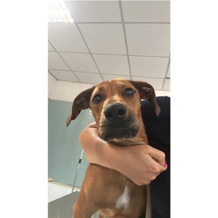 Tino, Fulvo male puppy mixed breed for adoption at Canile della Muratella, Rome