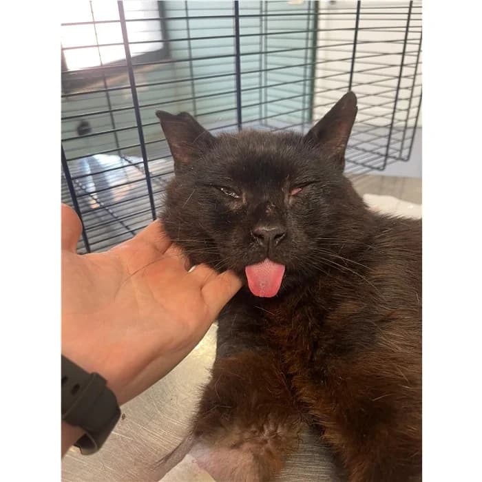Matricola, Nero male 6yo European Shorthair for adoption at Canile della Muratella, Rome