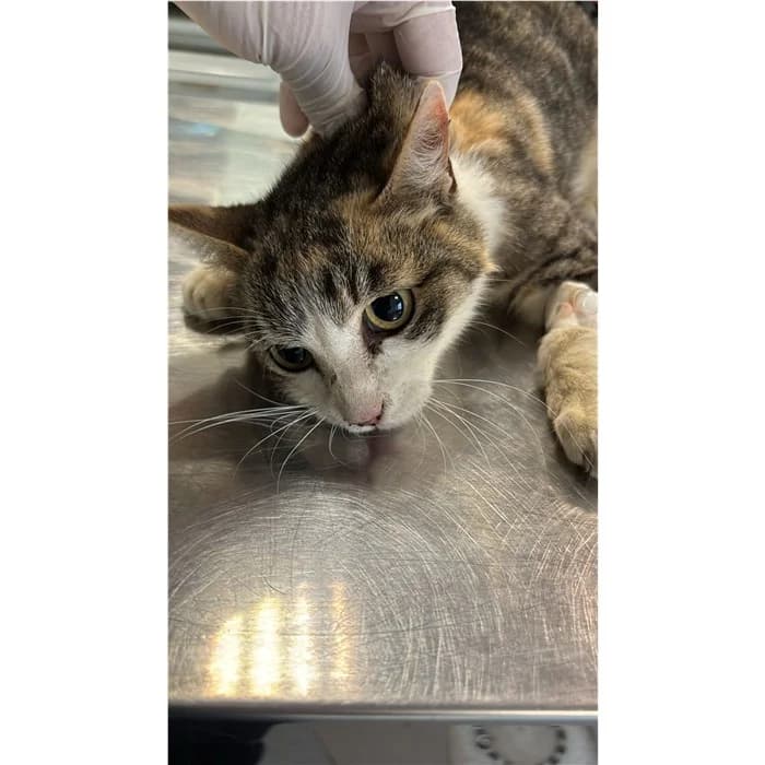 Matricola, tricolore female 4yo European Shorthair for adoption at Canile della Muratella, Rome