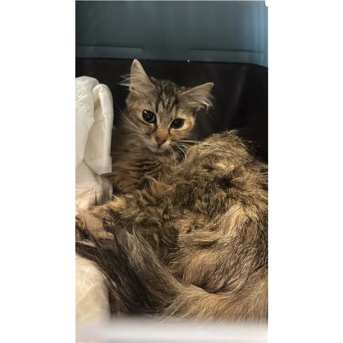 Matricola, Tigrato female young European Shorthair for adoption at Canile della Muratella, Rome