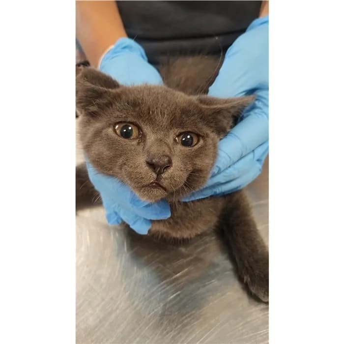 Matricola, Grigio male puppy European Shorthair for adoption at Canile della Muratella, Rome
