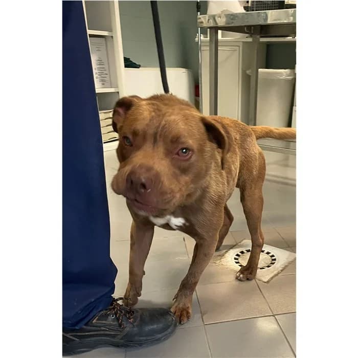 Sandy, Marrone male 3yo Pit Bull Terrier for adoption at Canile della Muratella, Rome