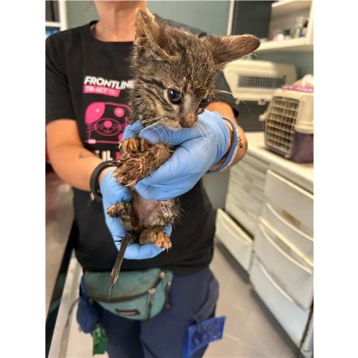 Matricola, Tigrato male puppy European Shorthair for adoption at Canile della Muratella, Rome