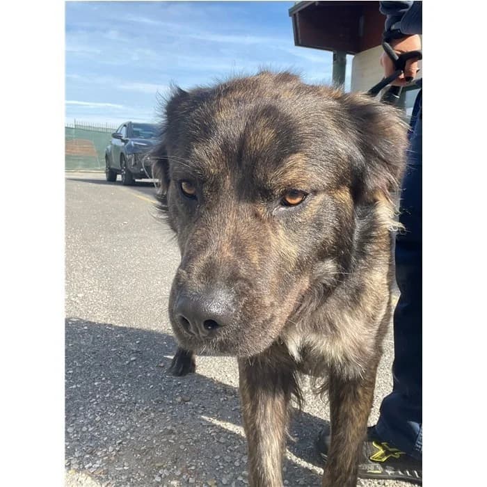 Molletta, Tigrato male young mixed breed for adoption at Canile della Muratella, Rome
