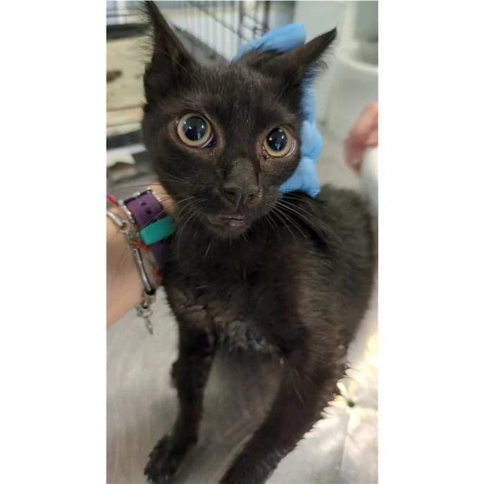 Matricola, Nero female puppy European Shorthair for adoption at Canile della Muratella, Rome