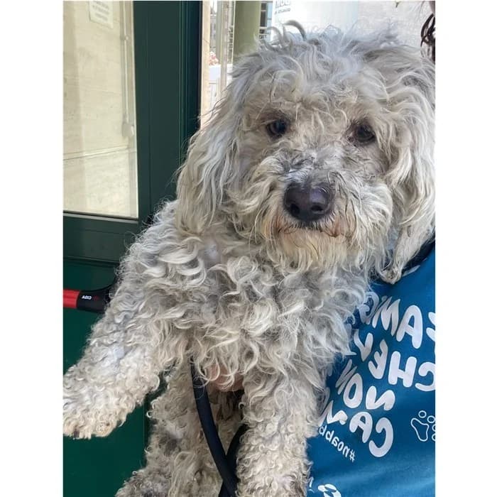 India, Bianco beige male young mixed breed for adoption at Canile della Muratella, Rome