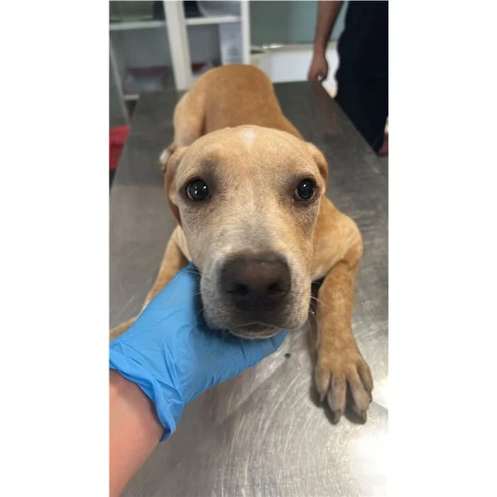 Gianni, Bianco beige male puppy mixed breed for adoption at Canile della Muratella, Rome