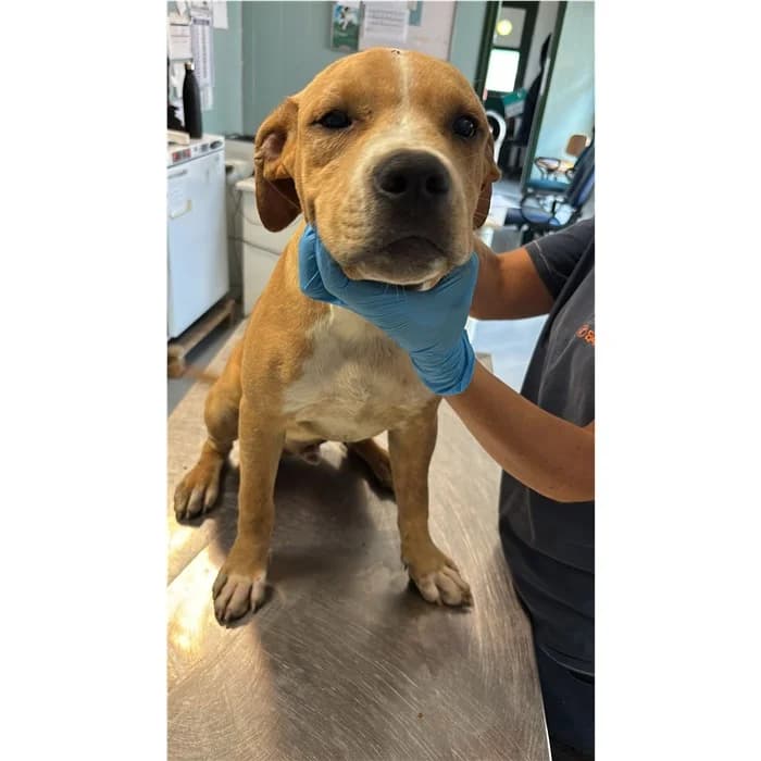 Gianni, Beige male puppy mixed breed for adoption at Canile della Muratella, Rome